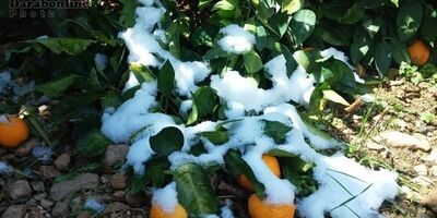 خسارت سرمازدگی به باغات بیمه شد