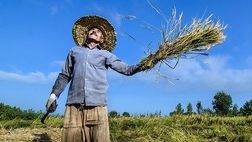 ۷۳ درصد بهره‌برداران بخش کشاورزی استان خراسان شمالی بیمه هیچ صندوقی نیستند