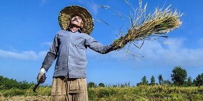 ۷۳ درصد بهره‌برداران بخش کشاورزی استان خراسان شمالی بیمه هیچ صندوقی نیستند