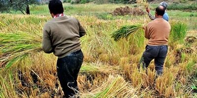 پرداخت 6 هزار میلیارد تومان به صندوق بیمه محصولات کشاورزی
