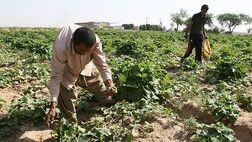 پوشش بیمه محصولات کشاورزی خوزستان به 349 هزار هکتار رسید 