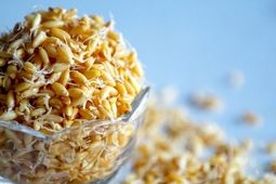 نجات از خستگی با مصرف این جوانه‌ها
