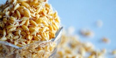 نجات از خستگی با مصرف این جوانه‌ها
