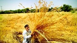 خبر خوب بیمه ای برای گندمکاران
