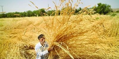 پوشش بیمه ای ۱۳ هزار هکتار از اراضی زراعی خراسان جنوبی 