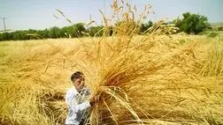 خبر خوب بیمه ای برای گندمکاران