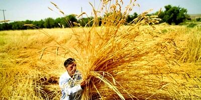 کشاورزان خوزستانی تا پایان آذرماه برای بیمه محصولات زارعی خود فرصت دارند