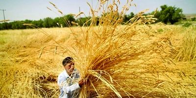  ۲ هزار و ۴۱۷ میلیارد تومان به بخش کشاورزی خسارت وارد شد