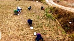 شیروان بیشترین بیمه‌شدگان روستایی زن را در خراسان شمالی دارد