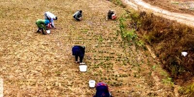 شیروان بیشترین بیمه‌شدگان روستایی زن را در خراسان شمالی دارد