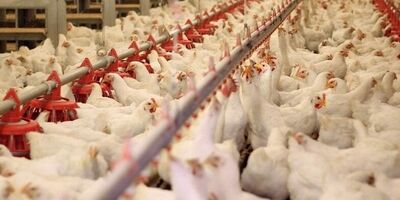 قیمت گوشت مرغ در بازار مصرف  ۸۰ تا ۸۵ هزارتومان