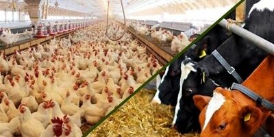 وجود ۳۳۰۰ استاندارد اجباری در حوزه خوراک دام، طیور و آبزیان کشور