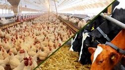 وجود ۳۳۰۰ استاندارد اجباری در حوزه خوراک دام، طیور و آبزیان کشور
