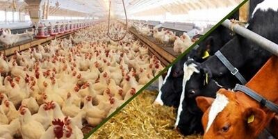 وجود ۳۳۰۰ استاندارد اجباری در حوزه خوراک دام، طیور و آبزیان کشور