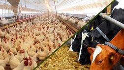 وجود ۳۳۰۰ استاندارد اجباری در حوزه خوراک دام، طیور و آبزیان کشور