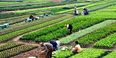 معافیت مالیاتی زمینه ساز سوداگری در زمین‌های کشاورزی
