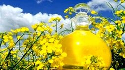 پرداخت مابه‌‌التفاوت نرخ کلزا از محل فروش استحصالات دانه‌های روغنی
