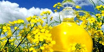 پرداخت مابه‌‌التفاوت نرخ کلزا از محل فروش استحصالات دانه‌های روغنی