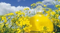 پرداخت مابه‌‌التفاوت نرخ کلزا از محل فروش استحصالات دانه‌های روغنی