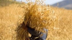 علت تاخیر در اعلام نرخ خرید گندم مشخص شد
