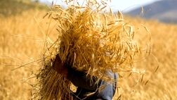 کاهش بیش از 9 دلاری قیمت گندم در بازارهای جهانی
