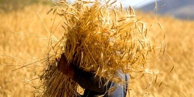 نرخ سقف ارزی شکر تعیین شد