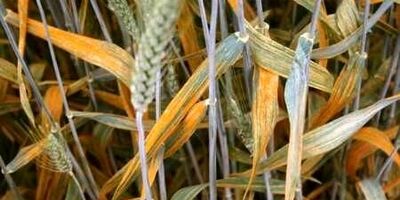 از بین رفتن ۲۰ درصد مزارع غلات جوین در اثر سرما