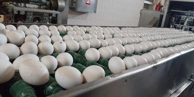 قیمت رسمی تخم مرغ برای ۱۴۰۳ اعلام شد