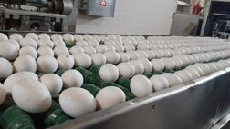 نرخ تخم مرغ از ابتدای شهریور اصلاح می‌شود