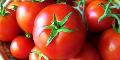 
کاهش عرضه گوجه‌فرنگی به دلیل بارندگی‌ها