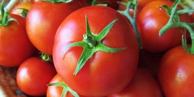قیمت گوجه فرنگی در میدان مرکزی به کمتر از ۱۰ هزار تومان رسید