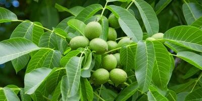 خرید ارزان ترین نهال گردو از نهالستان گلد نهال در 3 دقیقه
