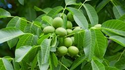 خرید ارزان ترین نهال گردو از نهالستان گلد نهال در 3 دقیقه