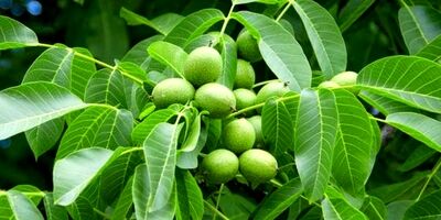 خرید ارزان ترین نهال گردو از نهالستان گلد نهال در 3 دقیقه