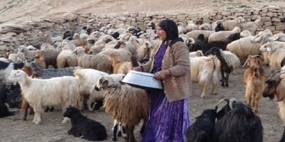 ۶۰۰ نفر از عشایر فاقد هرگونه بیمه هستند