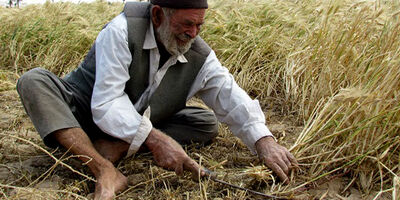 بیمه محصولات از سوی کشاورزان جدی گرفته نمی‌شود