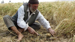 بیمه محصولات از سوی کشاورزان جدی گرفته نمی‌شود