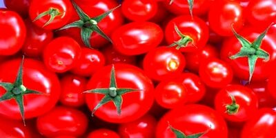 بازار گوجه فرنگی با افزایش عرضه به تعادل می‌رسد
