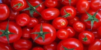 بازار گوجه فرنگی با افزایش عرضه به تعادل می‌رسد
