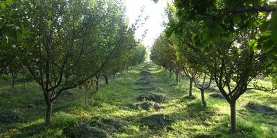 خسارات خشکسالی به نخیلات خوزستان به‌زودی پرداخت می‌شود
