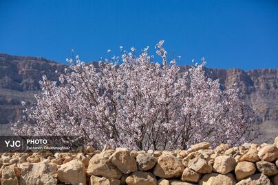 شکوفه‌های زیبای بهاری روستای مهارلو (14)
