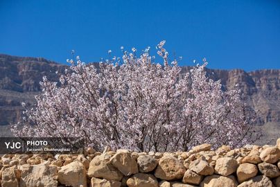 شکوفه‌های زیبای بهاری روستای مهارلو (14)