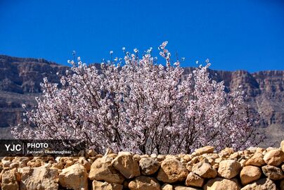 شکوفه‌های زیبای بهاری روستای مهارلو (14)