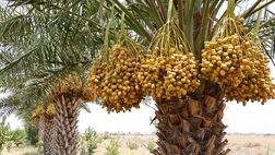 کشورهای هدف صادراتی خرما تغییر کرد