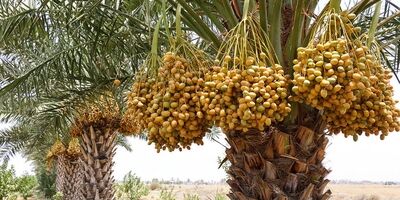 کشورهای هدف صادراتی خرما تغییر کرد