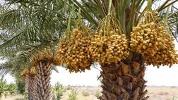کشورهای هدف صادراتی خرما تغییر کرد