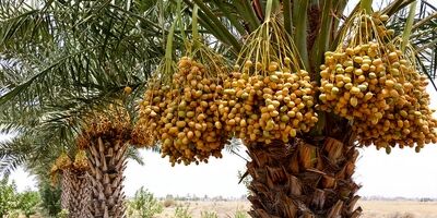 کشورهای هدف صادراتی خرما تغییر کرد