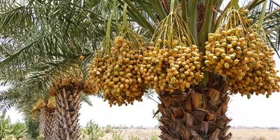 کشورهای هدف صادراتی خرما تغییر کرد