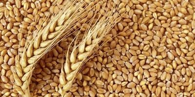 کاهش 44 دلاری قیمت گندم در یک روز