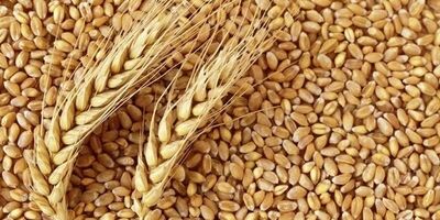 کاهش 20 دلاری قیمت گندم با رشد صادرات روسیه